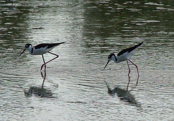 Black-necked Stilt