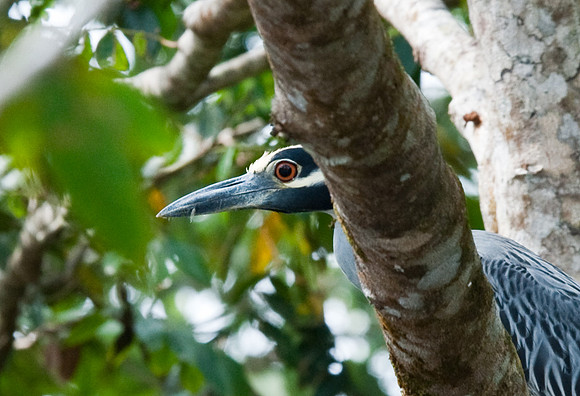 Yellow-crowned Night Geron