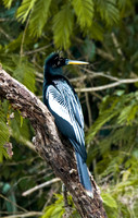 More Exotic Birds of Costa Rica