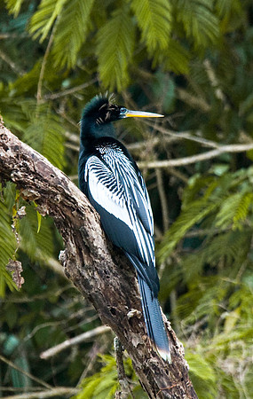 Anhinga