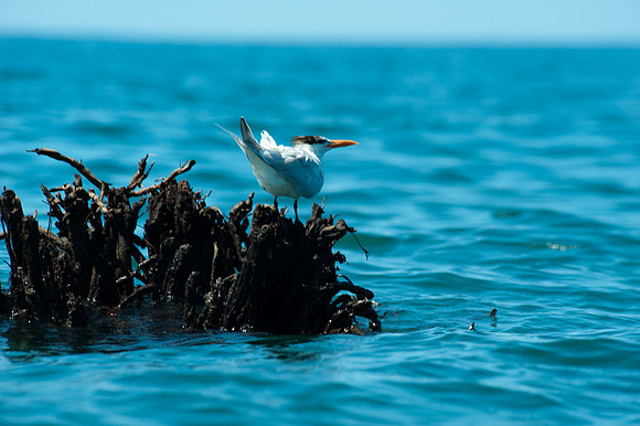 Sandwich Tern