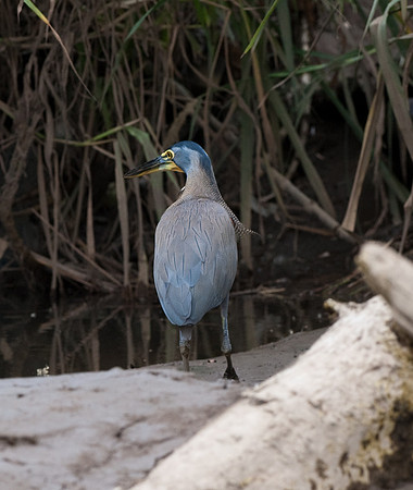 Tiger Heron