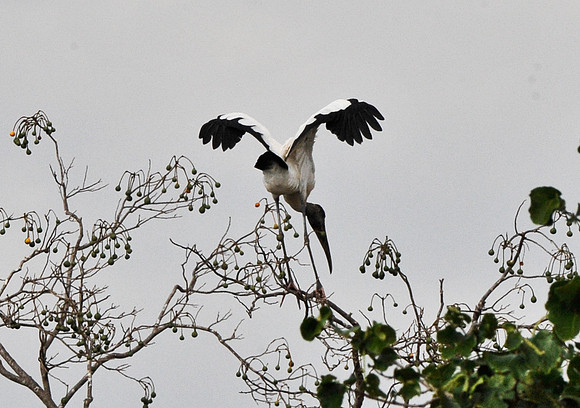 Wood Stork
