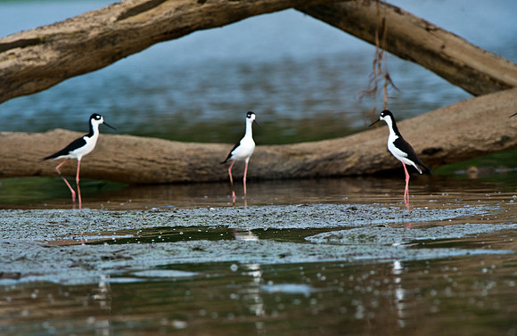 Black-necked Stilt