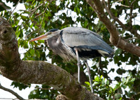 Great Blue Heron