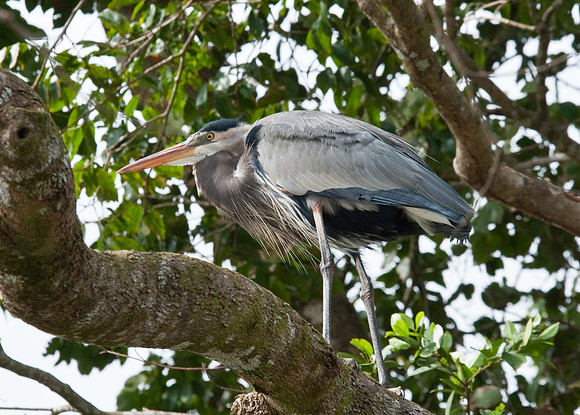 Great Blue Heron