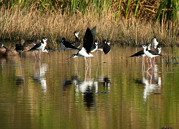 Black-necked Stilt