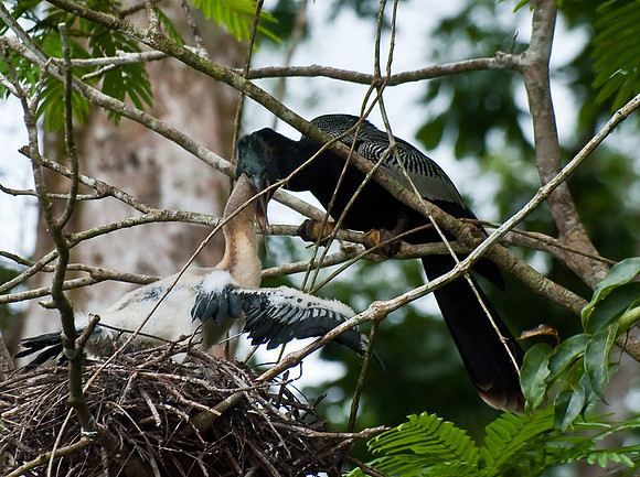 Anhinga feeding baby chick
