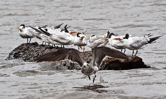 Sandwich Terns