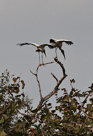 Wood Storks
