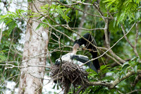 Anhinga feeding baby chick