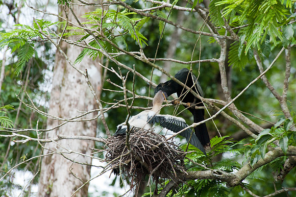 Anhinga feeding baby chick