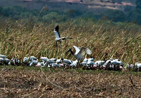 Jabiru = large bird