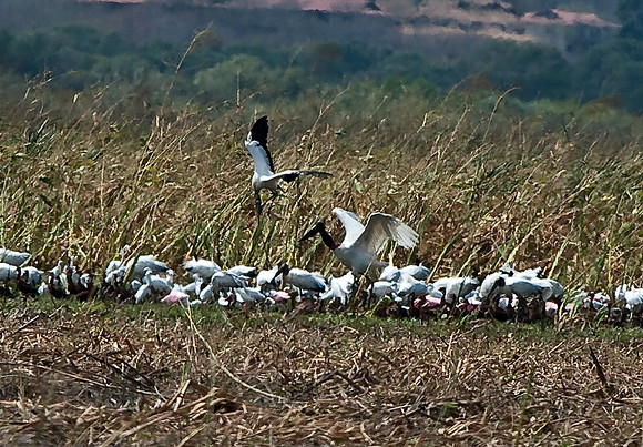 Jabiru = large bird