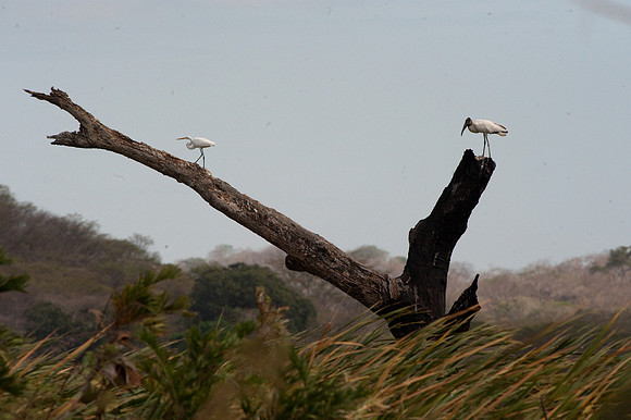 Wood Storks