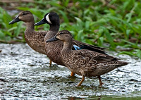 Blue-winged Teal