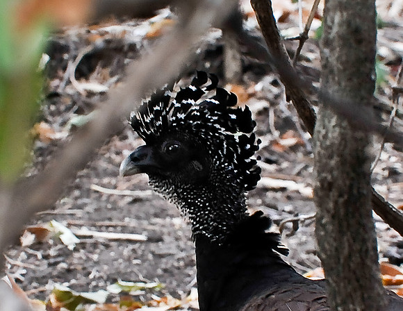 Great Curassow