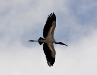 Woodstork