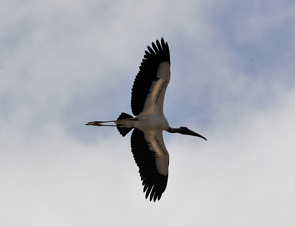 Woodstork
