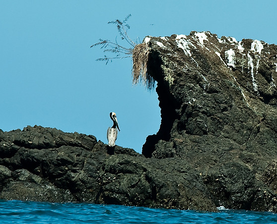 Brown Pelican