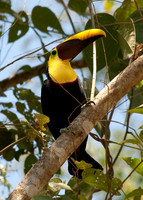 Chestnut-mandibled Toucan