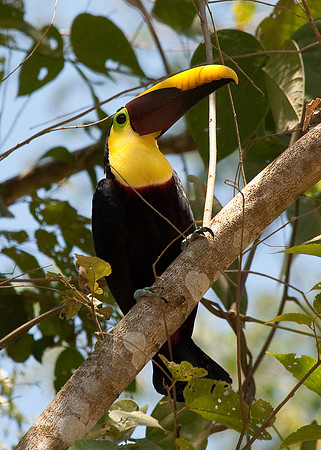 Chestnut-mandibled Toucan