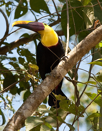 Chestnut-mandibled Toucan