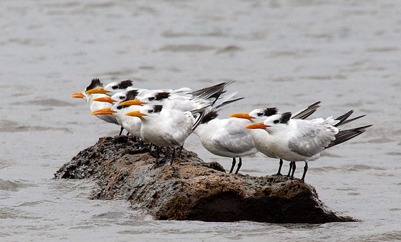 Sandwich Terns