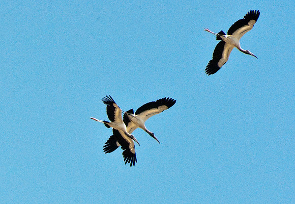 Woodstorks