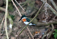 Green Kingfisher