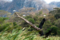 Wood Storks