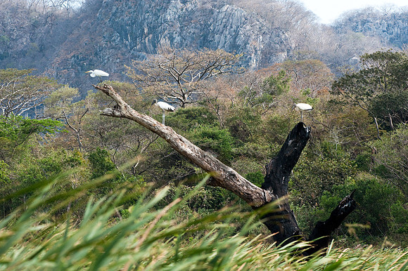 Wood Storks