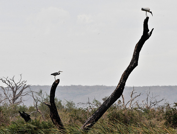 Wood Storks