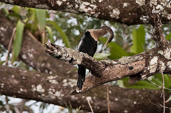 Anhinga -female