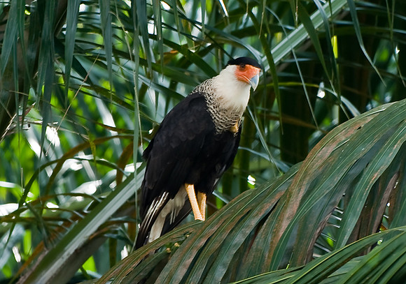 Crested Caraca