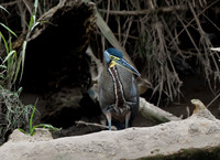 Tiger Heron