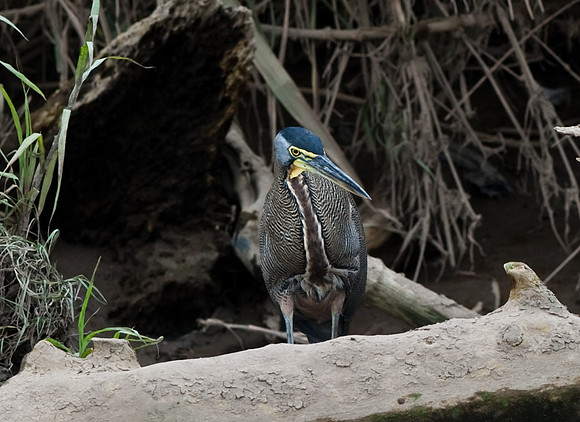 Tiger Heron