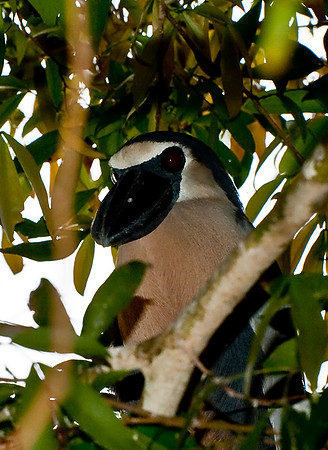 Boat-billed Heron
