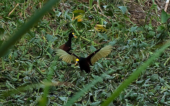 Wattled Jacana