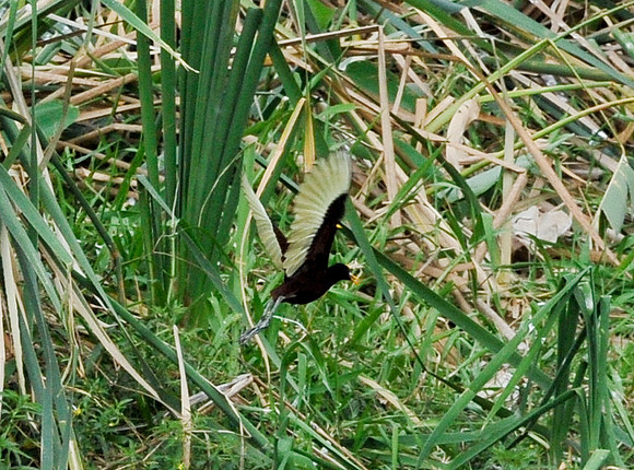 Wattled Jacana