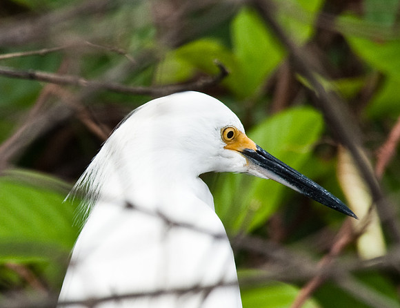 Snowy Egret