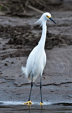 Snowy Egret