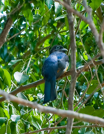 Black-headed Trogon