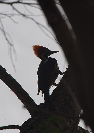 Lineated Woodpecker