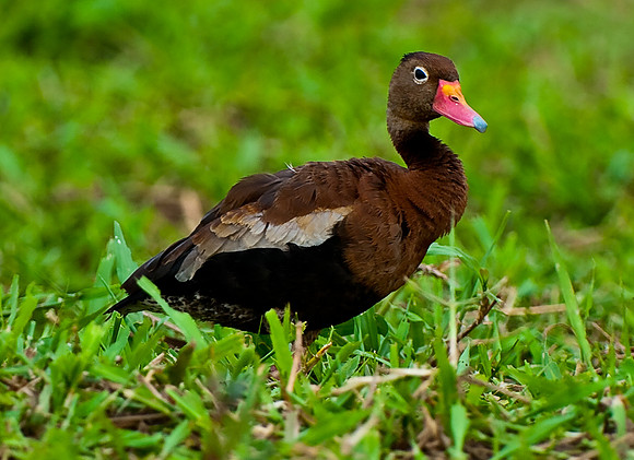 Black-bellied Whistling Duck