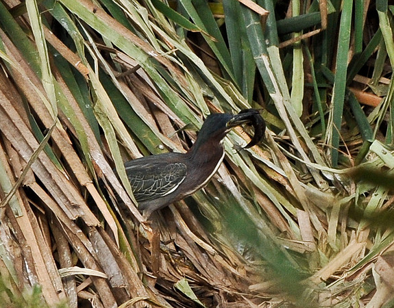 Heron catches fish