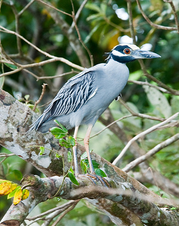 Yellow-crowned Night Geron