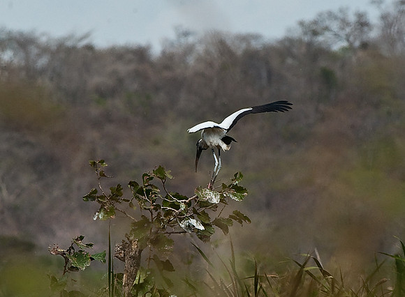 Wood Stork
