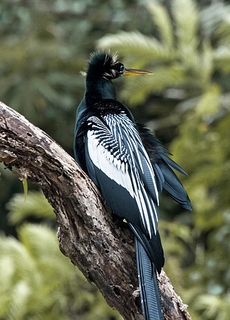 Anhinga
