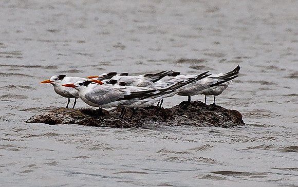 Sandwich Terns